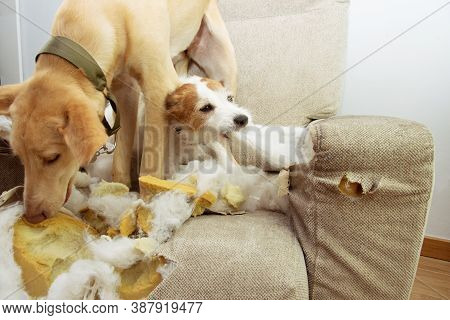 Two Puppies Dogs Caught Red-handed Biting, Destroying And Chewing A Sofa.