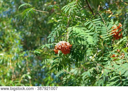 Omage Of Ashberry At Dry Sunny Summer Day