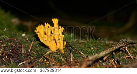 Orange Mushroom Ramaria Fagetorum In The Forest In Moss