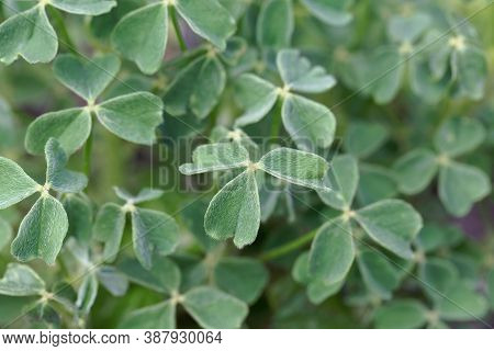 Leaves Of An Oca, Oxalis Tuberosa