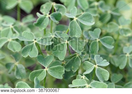 Leaves Of An Oca, Oxalis Tuberosa
