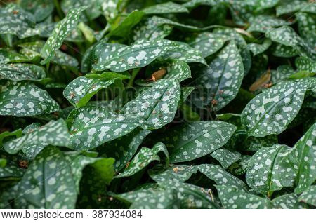 Green Spotted Leaves Of Pulmonaria Saccharata In The Garden. Botanical Photography For Illustration 
