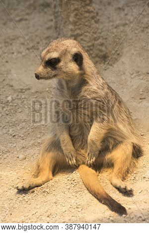 Meerkat (suricata Suricatta) In The Zoological Garden.