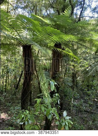 Photo Of The Plant, Cyathea Smithii, Katote Or Smith Fern Tree