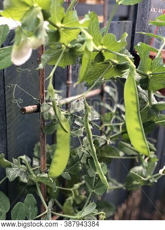 Photo Of The Plant, Snow Pea, Chinese Pea Or Pois Mangetout, An Edible-pod Pea With Flat Pods And Th