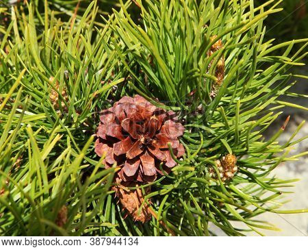 Lodgepole Pine (pinus Contorta) Cone In Beartooth Mountains, Montana