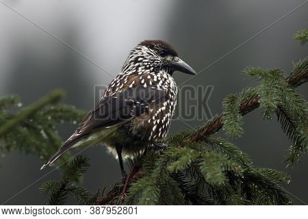 The Spotted Nutcracker, Eurasian Nutcracker, Or Just Nutcracker, (nucifraga Caryocatactes) Sitting O