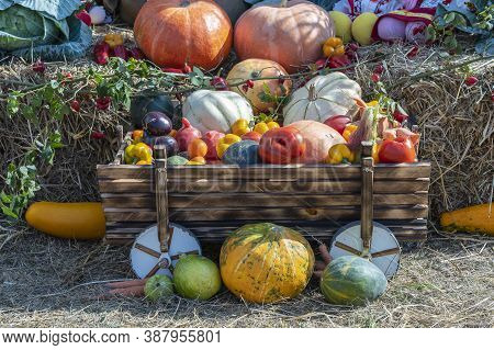 Harvest Autumn Vegetables, Close Up. Pumpkins, Tomatoes, Melons, Peppers, Eggplants And Other Autumn