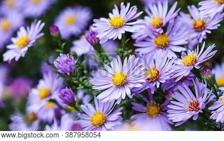 Beautiful Blue Flowers Sapphire Mist
Aster Dumosus In Autumn Garden