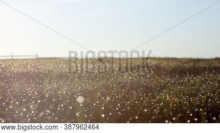 Dewdrops On The Grass In The Morning - Dewdrops Hit By Sun