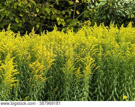 Yellow Flowers On Goldenrod, Variety Solidago Linner Gold, Catching Sunlight In A Garden