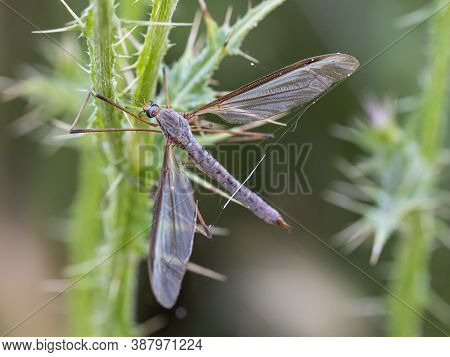 Crane Fly Is A Common Name Referring To Any Member Of The Insect Family Tipulidae.