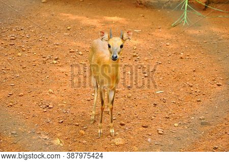 The Baby Deer Looking At Humans Gathered