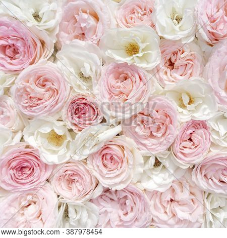 Pink Floral Background. A Delicate Romantic Background For Creating Invitations, Postcards, Posts In