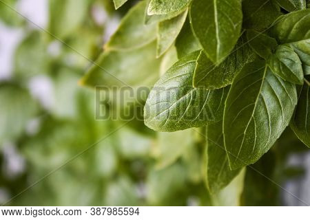 Fresh Basil Leaves. Basil Plant With Green Leaves. Copy Space