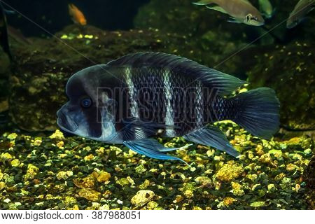 Blue-white Striped Cyphotilapia Frontosa Fish Swims Underwater. Exotic African Fish With A Large Hum