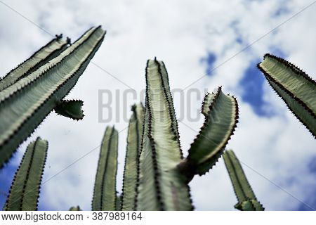 Close up of succulent green cactus at botanical garden