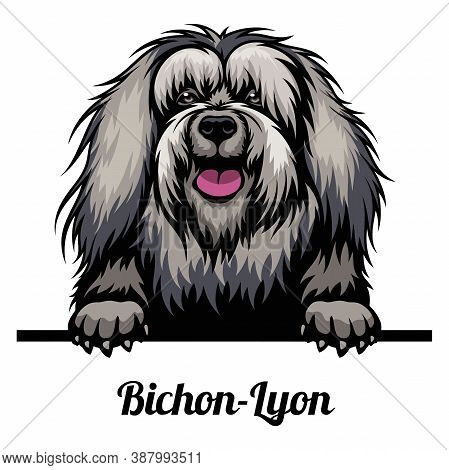 Head Bichon-lyon - Dog Breed. Color Image Of A Dogs Head Isolated On A White Background