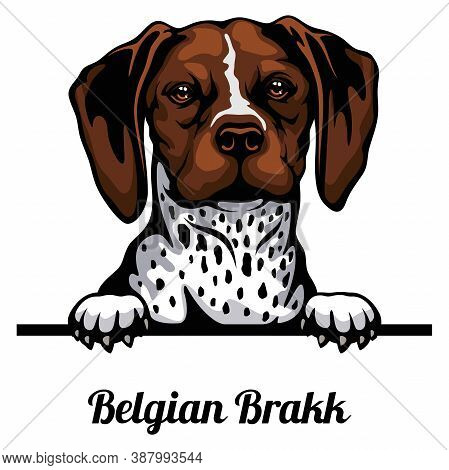Head Belgian Brakk - Dog Breed. Color Image Of A Dogs Head Isolated On A White Background