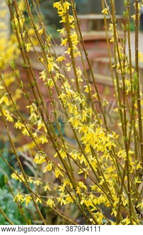 Forsythia X Intermedia Goldrush Yellow Flowers Close-up, Uk