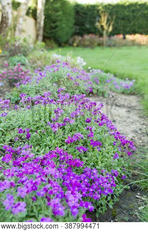 Aubrieta (aubretia) Flower Bed In Bloom In A Uk Garden
