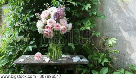 Romantic Bouquet Of Delicate Pink English Roses On The Background Of A Wall Entwined With A Virginia