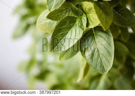 Fresh Basil Leaves. Basil Plant With Green Leaves. Copy Space