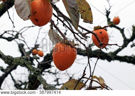 Orange Japanese Persimmon Fruit On The Tree And Droplet After Rain On White Sky Background. It Is An