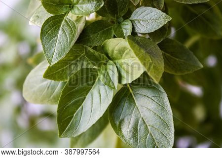 Fresh Basil Leaves. Basil Plant With Green Leaves. Copy Space