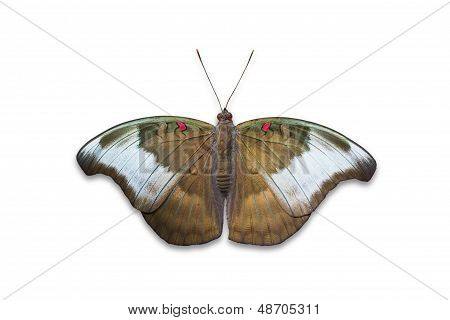Redspot Duke Butterfly