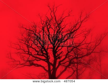 Red Mist Oak