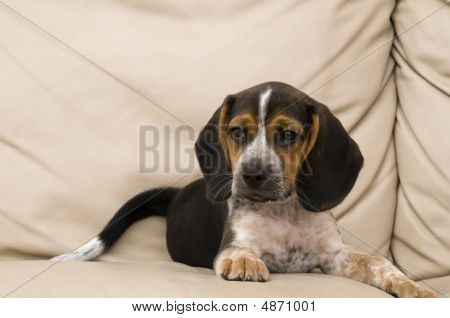 Beagle-Welpen