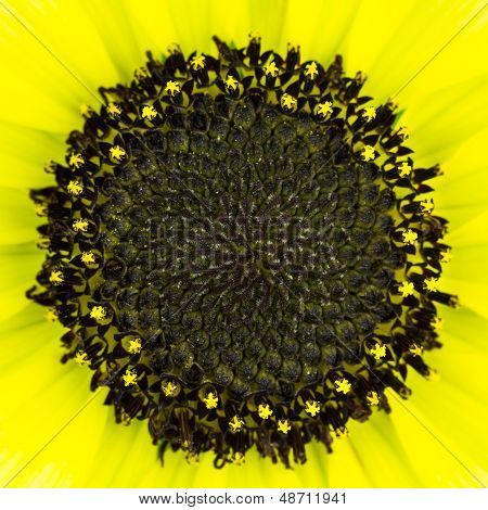 Yellow Sunflower with Dark Center