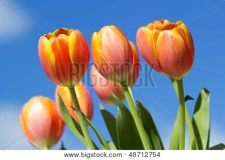 ดอกทิวลิปสีส้มกับพื้นหลังฟ้า