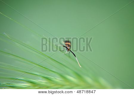 Longhorn moth and corn