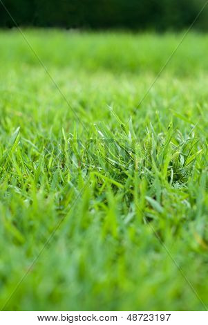 Green grass
