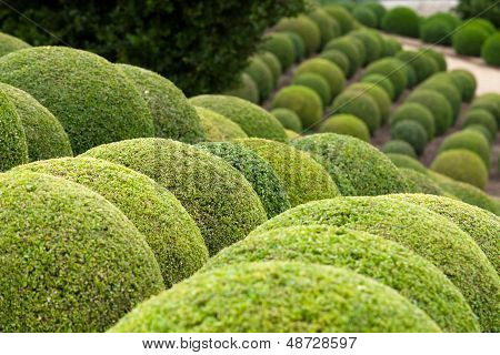 Boxwood - Green garden balls in Loire Valley. France