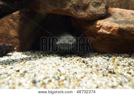 Axolotl - Ambystoma Mexicanum