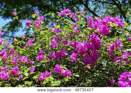 Blau, grün und Pink (Papierblumen)