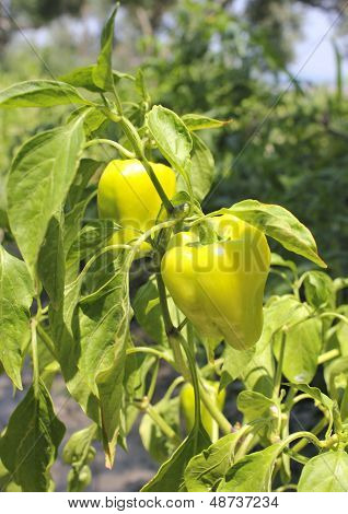 Amadurecimento pimentos verdes