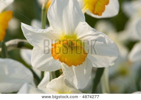 Daffodil