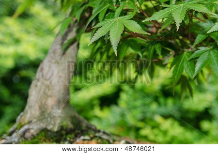Close Up di foglie di un acero albero Bonsai