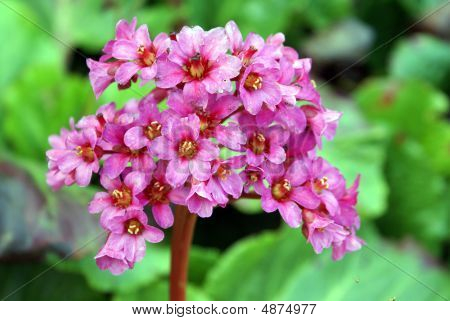 Bergenia Sunningdale