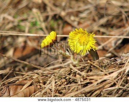 Tussilage