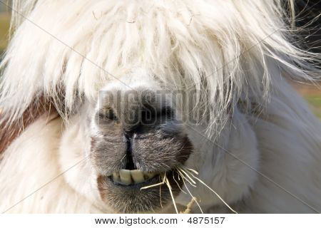 Male White  Alpaka