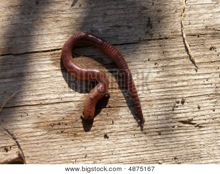 worm