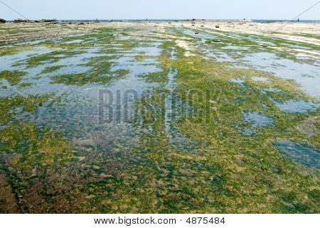 Een groene zeewier Rock Land