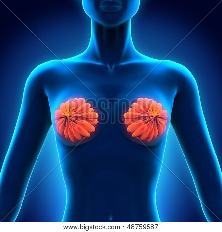 Female Breast Anatomy