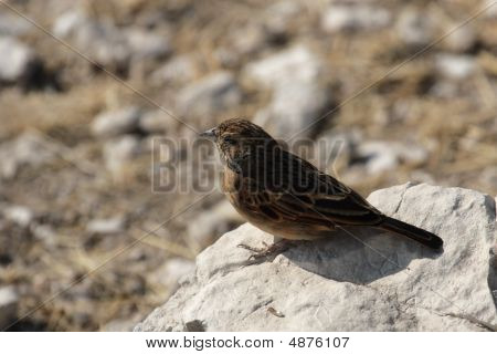 Pink-faktureret lærke (spizocorys Conirostris)