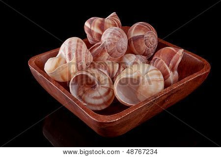 Snail Shell